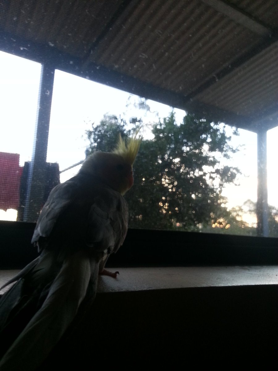 TikiParrot's tweet photo. Looking out the window https://t.co/Ezj6QIOZgp