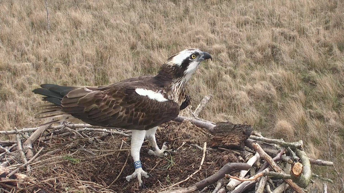 DyfiOspreys's tweet photo. Hold on to your hats!! Glesni's back and the fight is on!!!! #ospreywars #teamglesni #team24 #montymania https://t.co/gdtzQgiWsa