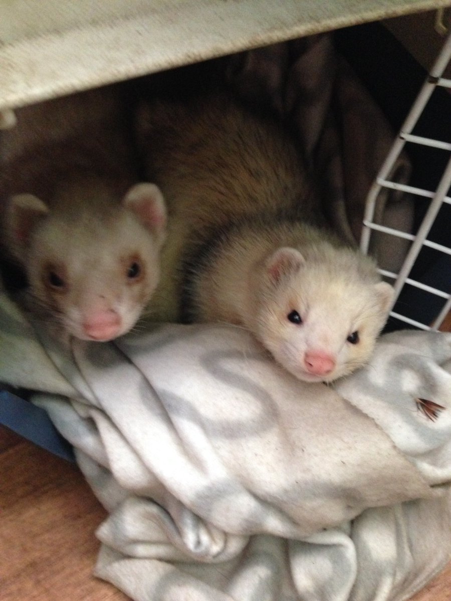 Phughes3's tweet photo. @Team_Pebbles @IMAGINATION666 #cuteinthemorning https://t.co/sEwwkPsXgf