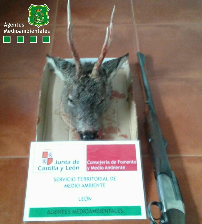 apamcyl's tweet photo. #AAMM @jcyl ¿Crees que nadie te ve? Precinta! Decomiso de corzo y rifle. #RioSecodeTapia #Leon.
Seguimos observando! https://t.co/O2Nfv2LUCi