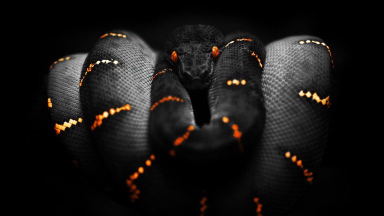 WallpapersLab's tweet image. Black Python Snake Wallpaper
wallpaperslab.com/black-python-s…
