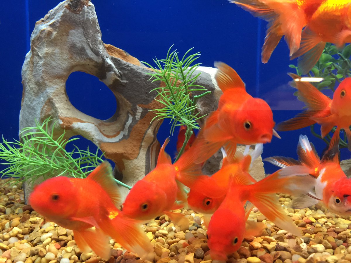 PetSmart #2359 tweet media