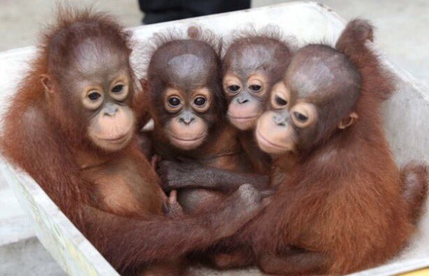 m1ssmonkeypenny's tweet photo. Just made another donation to @OrangutanFndn. Thanks to all who have purchased from @m1ssmonkeypenny! https://t.co/H0dJhrzPOo
