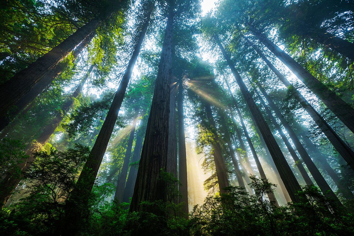 Interior's tweet photo. Sunlight streams through the towering trees @RedwoodNPS in this stunner by Michael Bonocore #California 🌲 https://t.co/H2EgbRDsUs