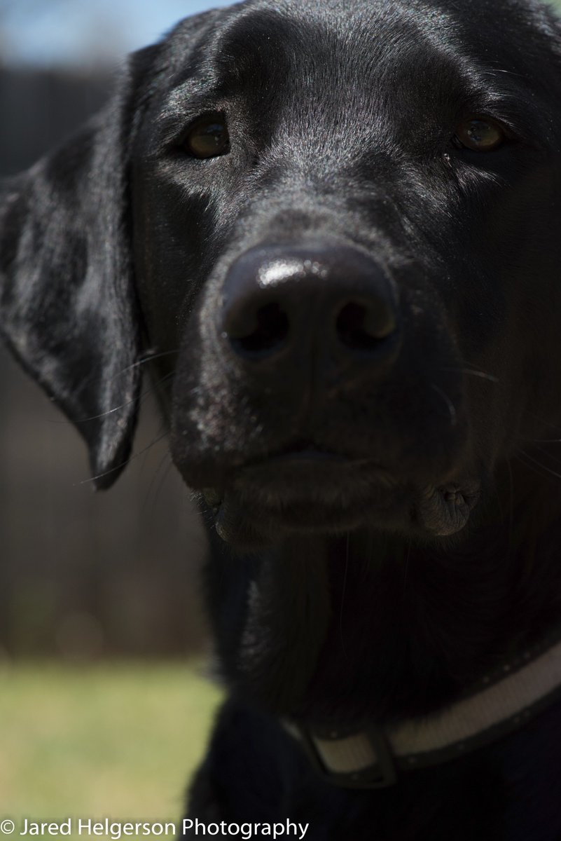 JaredHPhotos's tweet photo. Don't forget about your family pets when considering portrait sessions! #WichitaFalls #texas #texoma #petportrait https://t.co/xFLAVeZnP0