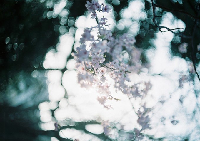 幻想的のtwitterイラスト検索結果 古い順