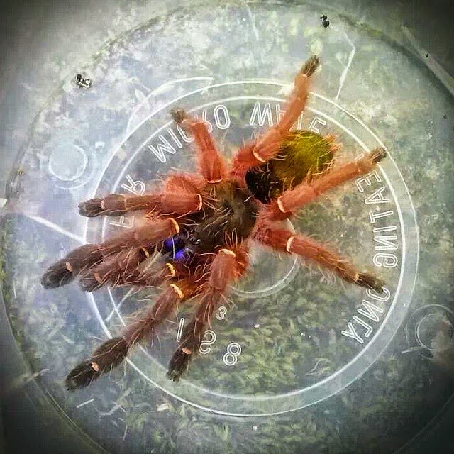 Spinneretsworld's tweet photo. My smallest blue fang tarantula dug out of the burrow amazing species  #tarantula #spider #pets #blue #wild #animal https://t.co/ahPyGDiTQi