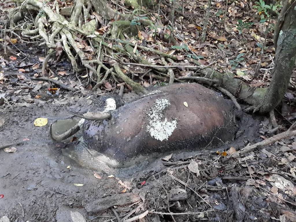SIDDHANTTIWARI's tweet photo. #quickmud #dead #buffalo #intheforest #survivalofthefittest #lawofnature #befree #bewild #befree #setfree #letfree … https://t.co/jYIpkEqhcE