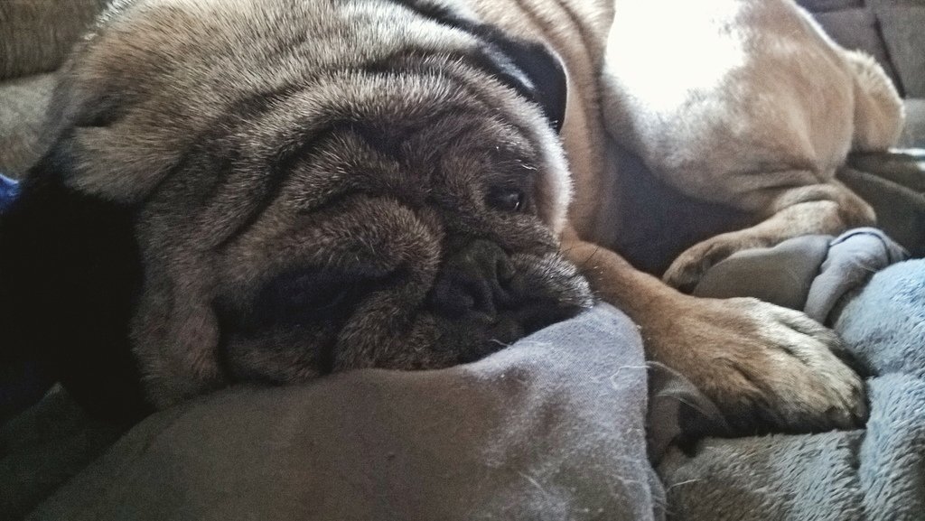 Puglee_Pug's tweet photo. Sunday snuggles #badassclub #pugs #flatfacecrew #wrinkles #pugstagram by pugbuddha_and_expo https://t.co/TyE2w6qwG1