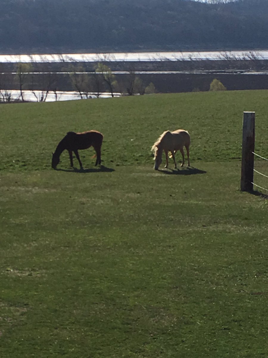 jcramit92's tweet image. ....in other news, my horses are out again. #WrongSideOfTheFence