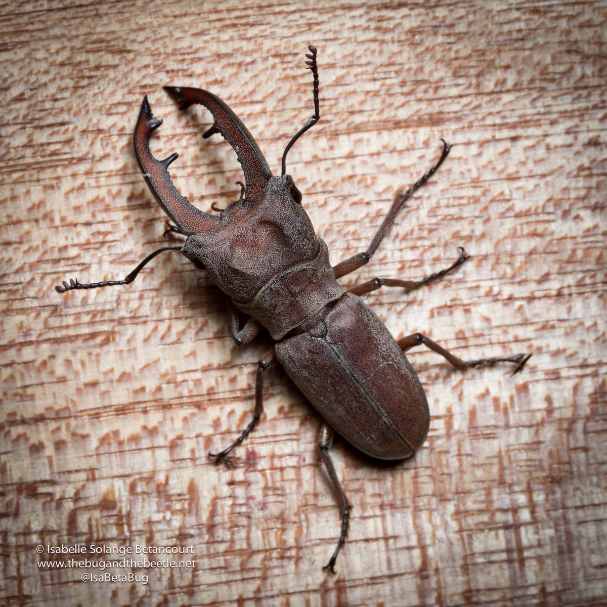isabetabug's tweet photo. This time last year there was a great #StagBeetle emergence at our field site. #BorneoBug #Lucanidae #RainySeason https://t.co/leZ9qEJNL5