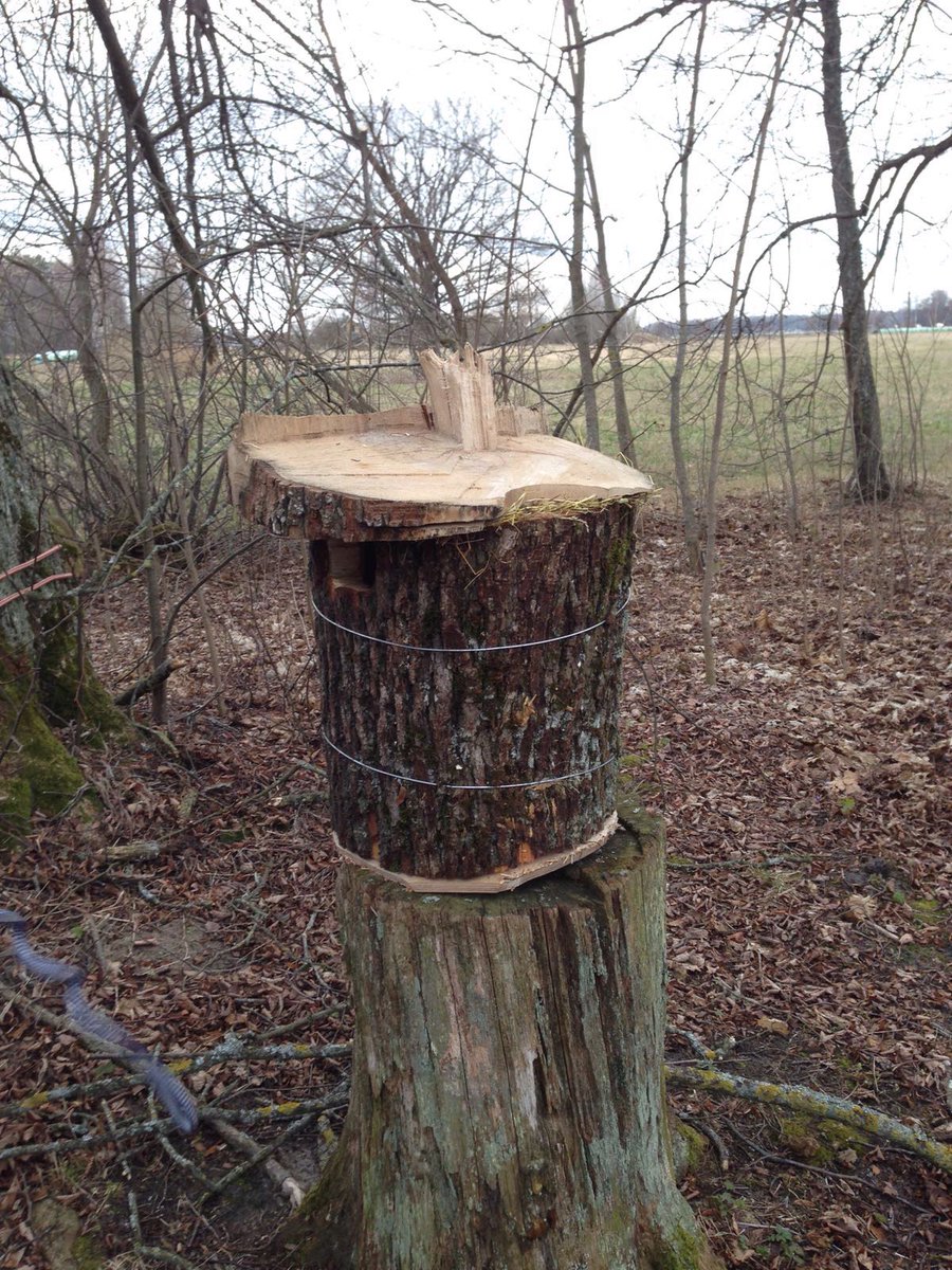 Saņēmusi vērtīgus padomus no <a href="/daknis/">Pēteris Daknis</a> @o_krisans un visubeidzot arī no <a href="/dreibants/">eriks dreibants</a> , būve gatava! #pūce