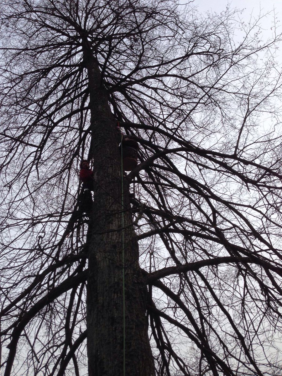 Gatavs - laipni lūgti, pūču ģimene! #pūce #kurmis #biologiski <a href="/Kajnieki/">Kājnieki</a>