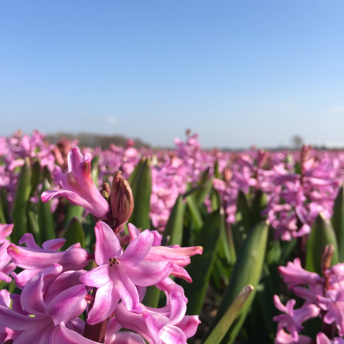 KasperFalke's tweet photo. #bollensteek tourist update: the flower fields has started to bloom, but no tulips yet. #spring #ZuidHolland https://t.co/etTn7j0q3g