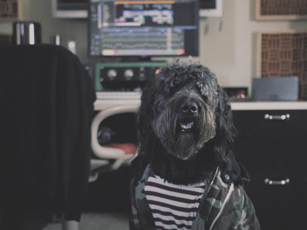 srs4schools's tweet photo. RT @MirrorMirrorMus: Meet Samson 🐶🎶 

The #ComposerDog from @MirrorMirrorMus 

https://t.co/RVKRfYghQR https://t.co/x4QnAapDq5