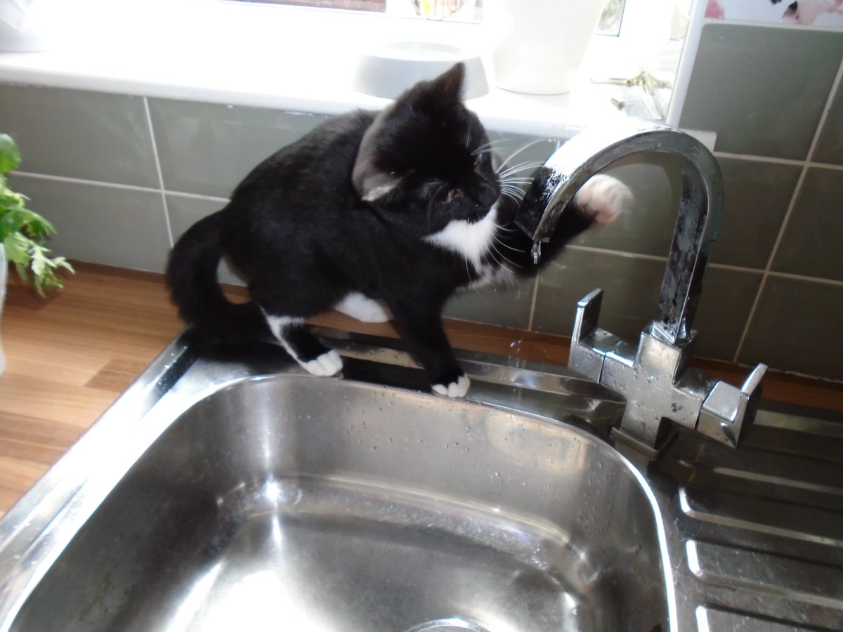 JayneDillon1's tweet photo. This little girl needs a home. Can anyone help please? #Trafford area https://t.co/FH6XzqXLnt