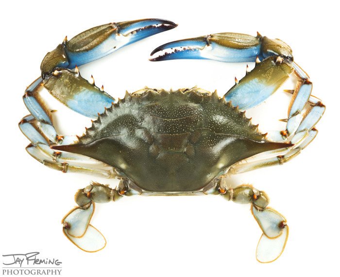 mmmarylandhomes's tweet photo. #Crab season is here #BeautifulSwimmer https://t.co/Nz0uBHHTZs #Maryland #RealEstate https://t.co/w1Rhl3DrOi https://t.co/Lj0nicdlYM