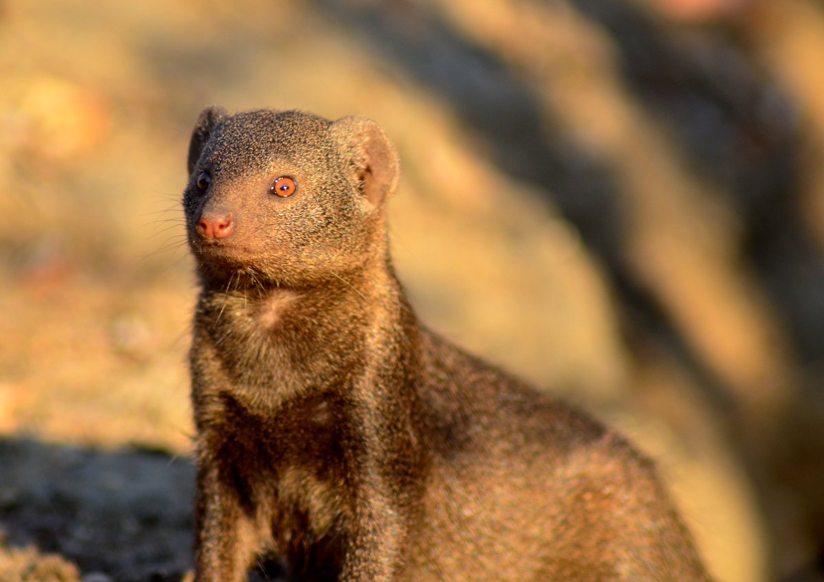 Amy Morris-Drake (@amymorrisdrake) on Twitter photo An interview I did with <a href="/DiscoverConserv/">DiscoverConservation</a> about my <a href="/Dwarf_Mongoose/">Dwarf Mongoose</a> research: discoverconservation.org/amy-morris-dra… An interview I did with <a href="/DiscoverConserv/">DiscoverConservation</a> about my <a href="/Dwarf_Mongoose/">Dwarf Mongoose</a> research: discoverconservation.org/amy-morris-dra…