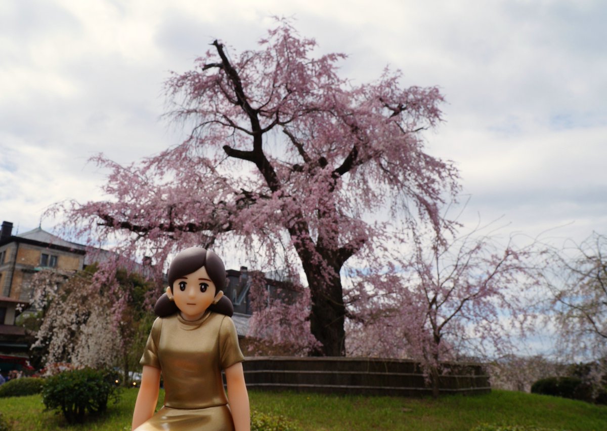 キャットゥン 彡 固定ツイート用に 円山公園のしだれ桜です ここは朝夕の日差しに照らされた樹の感じとか 1本だけライトアップされた樹の感じもまた 何ともいえない情景ですよ 京都 桜 花見 円山公園 圓山公園 枝垂れ桜 フチ子 T Co キャットゥン 彡 固定ツイート用に 円山公園のしだれ桜です ここは朝夕の日差しに照らされた樹の感じとか 1本だけライトアップされた樹の感じもまた 何ともいえない情景ですよ 京都 桜 花見 円山公園 圓山公園 枝垂れ桜 フチ子 T Co