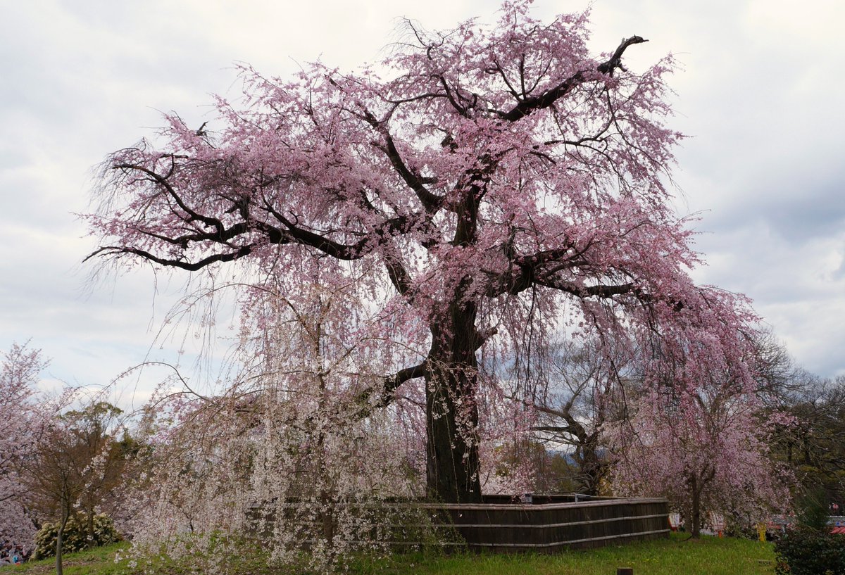 キャットゥン 彡 固定ツイート用に 円山公園のしだれ桜です ここは朝夕の日差しに照らされた樹の感じとか 1本だけライトアップされた樹の感じもまた 何ともいえない情景ですよ 京都 桜 花見 円山公園 圓山公園 枝垂れ桜 フチ子 T Co キャットゥン 彡 固定ツイート用に 円山公園のしだれ桜です ここは朝夕の日差しに照らされた樹の感じとか 1本だけライトアップされた樹の感じもまた 何ともいえない情景ですよ 京都 桜 花見 円山公園 圓山公園 枝垂れ桜 フチ子 T Co
