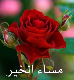 كل شيء يمكن شرائه إلا النوايا الطيبه
فهي تنبع من بئر سحري داخل القلوب الطاهرة

#مساء_الخير