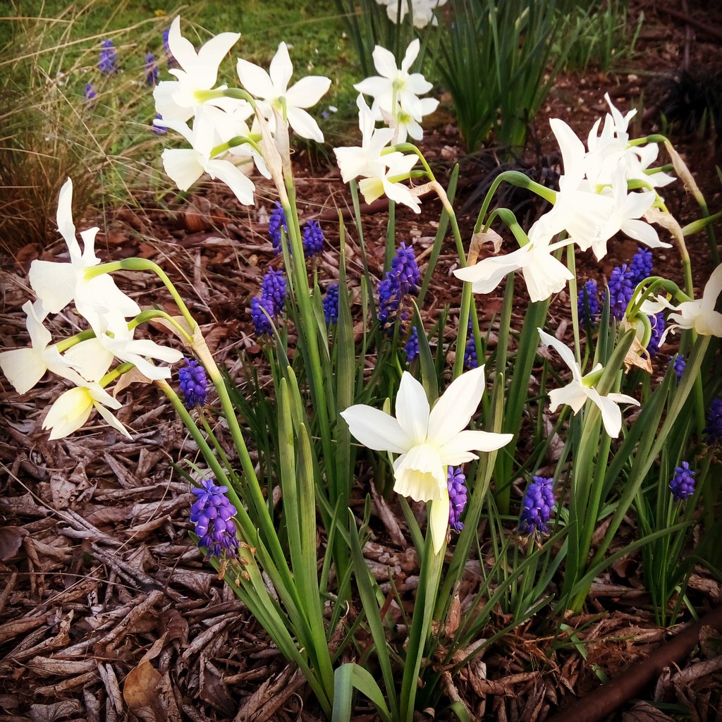 Arborea_Farm's tweet photo. Narcissus 'Thalia' &amp; Muscari armeniacum #garden #BeautifulSpringDay https://t.co/3LHXBzLsd2