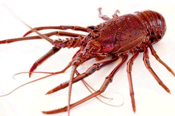 Putrasalto1's tweet photo. jual lobster laut. https://t.co/ppkAcRCGHy