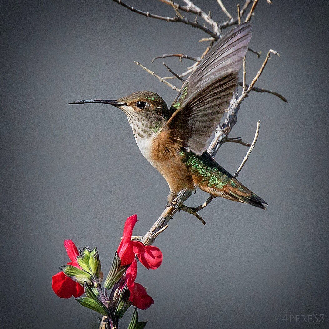 A female #AllensHummingbird fluttering it’s wings as it lands on some foliage this morning.
#Selasphorussasin #bird