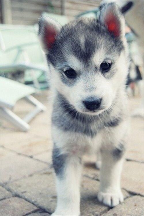 // Siberian Husky puppy in need of an owner. RT?