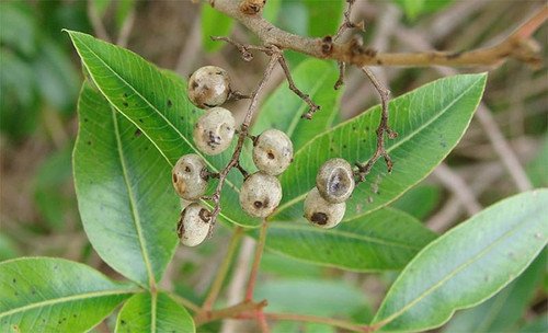 agroalimentando's tweet image. Investigan un vegetal autóctono para tratar el dolor y enfermedades intestinales crónicas buff.ly/1UCXHBj