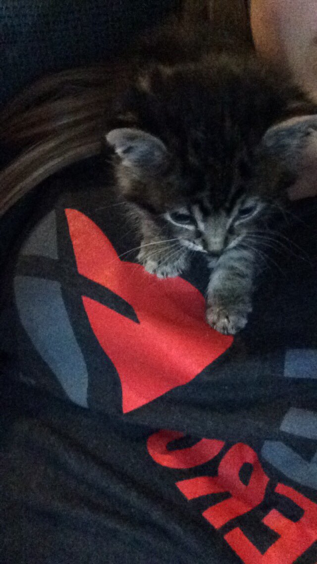 averyeh_12's tweet photo. Vote. For. The. Kitten. #iHeartAwards #BestFanArmy #5SOSFam https://t.co/H9ug515Zhv