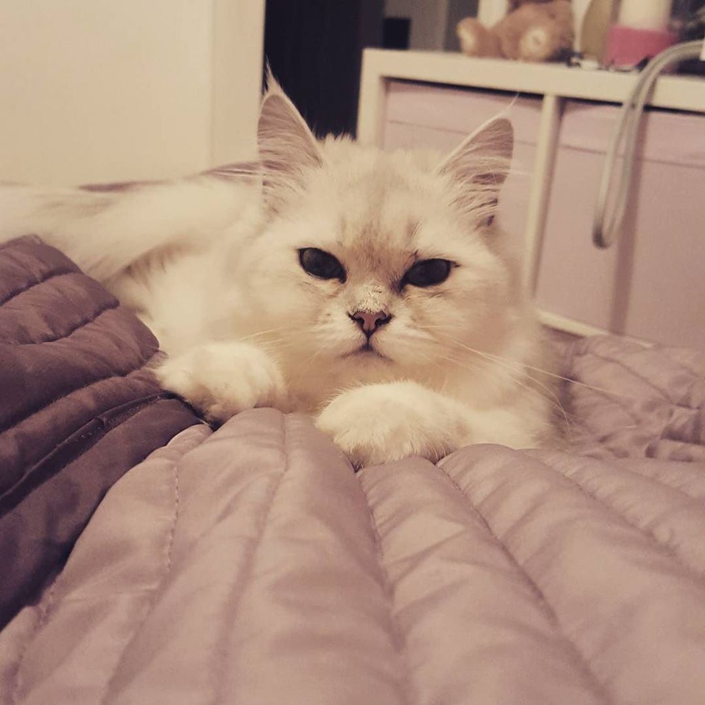 Chatchatcatcat's tweet photo. Bonne nuit 😴
#Duchesse #chaton #kitten #Cat #paris #miaou #persan #persane #Cat #excellentcat #persancat #catlover … https://t.co/XT4WwMKoH3