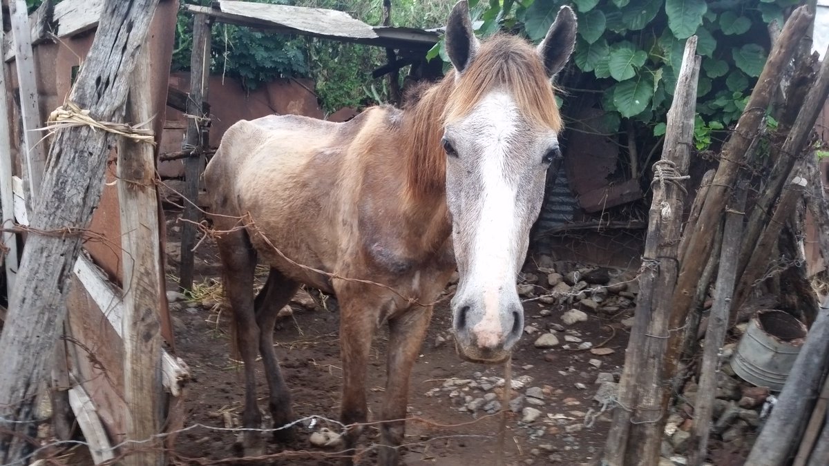 Gary_Witheford_'s tweet photo. As it's #EquineHour please support my #HelpCubanHorses campaign here https://t.co/FaJCbvaGed https://t.co/2c2t0CkcT8 https://t.co/pLS8PGB0Se