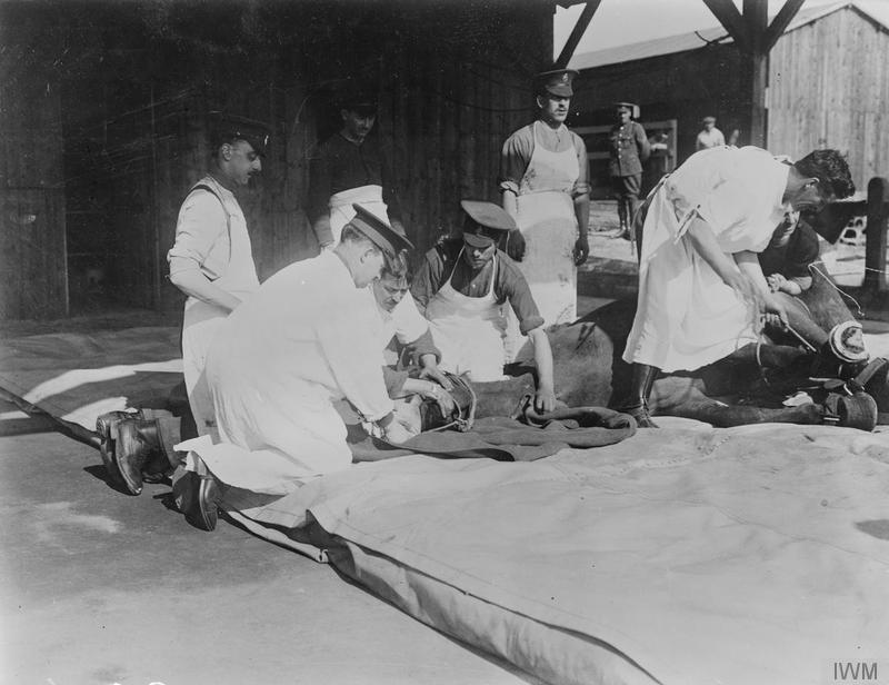 Apr 3, 1916 Doctors administer chloroform to horse before operation