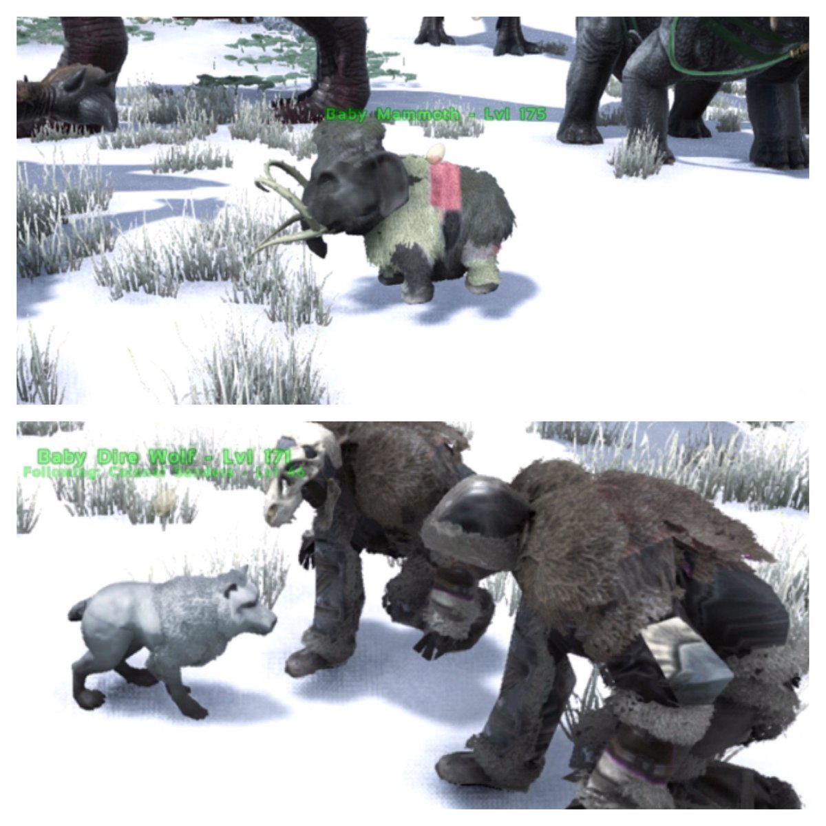 AntIndustries35's tweet photo. The tribe babies! #ark #arksurvivalevolved #XboxOne #gaming #WarMammoth #DireWolf #ArkWars #ChubbyBaby #MattsWolf https://t.co/Lmn3P7LLbw