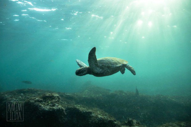 Help protect Maui's #seaturtles with <a href="/wildhawaii/">Hawaii Wildlife Fund</a> #hawaiiwildlifefund #HWFturns20 #honu // indiegogo.com/projects/prote…