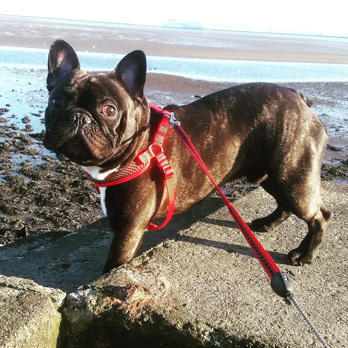 Ricarcin84's tweet image. @russelltovey say hello to #portovieira #FrenchBulldog #frenchie @DogsofDub