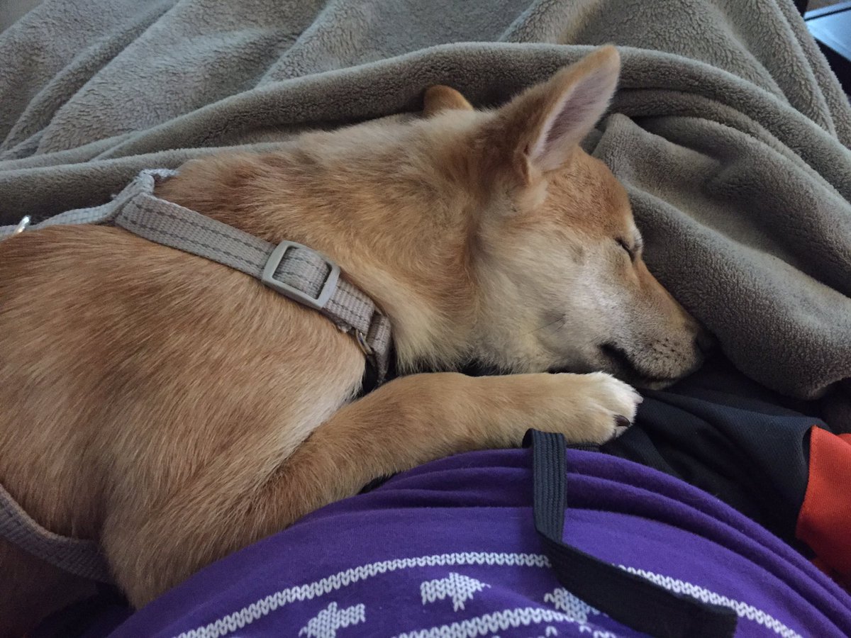 RayNarvaezJr's tweet photo. I have to get up and stream.

Send help. https://t.co/BmeGldiCE4