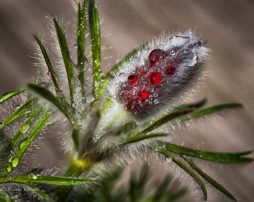 wassila's tweet image. #spring #macro #photos #collection #pulsatilla #vulgaris @DirkErcken @livremacrophoto @MacroPhotoFun