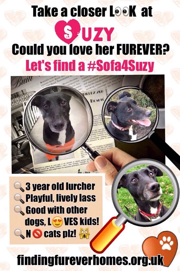 OK last 5 mins of #Sofa4Suzy <a href="/NWDogRescue/">FindingFureverHomes</a> Jeez that went quick! Let's hope it finds her a furever home 🏡