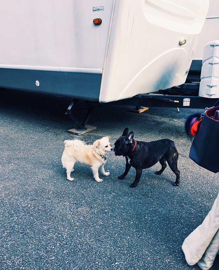 MarkHamill's tweet photo. GARY V MILLIE-TONGUE V TAN-When Legends Collide-Leia & Luke's Lap Dogs Head to Head! #EmpireStrikesBark #PadawanPups https://t.co/2iLypDyDVl