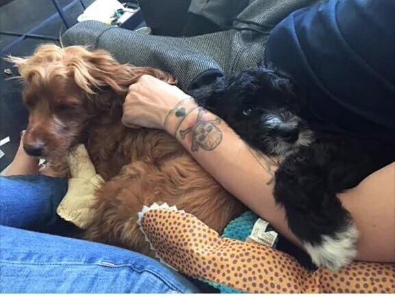 HLNewsItaly's tweet photo. ✿*･ UPDATE 📷 |  Louis e Danielle con i cani di lei. La data delle foto ci è ancora sconosciuta. https://t.co/FutnoOMl2o