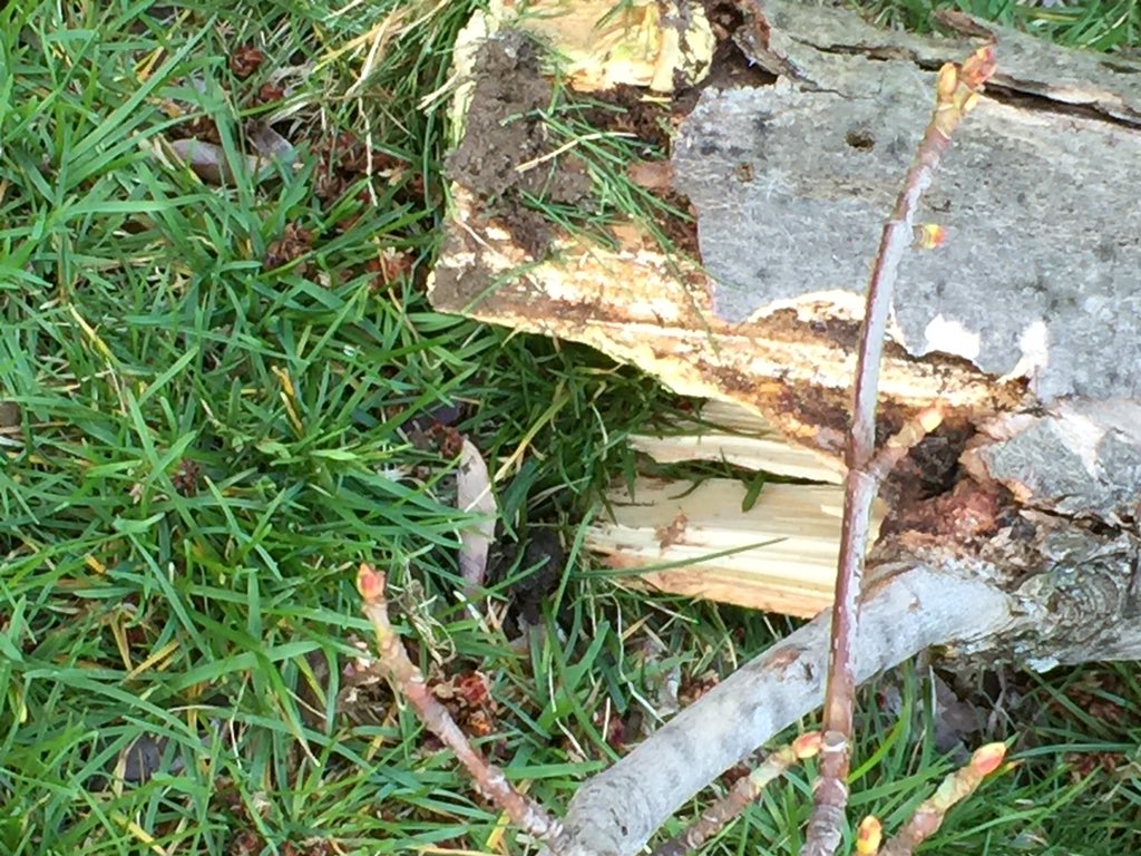 grrldentist's tweet photo. Cut it down! #deadtreeonattack @nycgov @NYCMayorsOffice https://t.co/NTLEbvipME