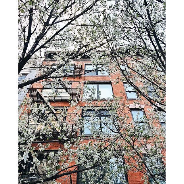 Spring in NYC is always pretty.