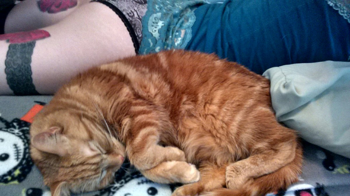 KattDiabolos's tweet photo. Cozy o'clock #selfies #kittylove #kittyselfies #catsoftwitter #kitty #tattooedgirls #inkedgirls #lace #cozy #tattoos https://t.co/0i3hLUFOU9