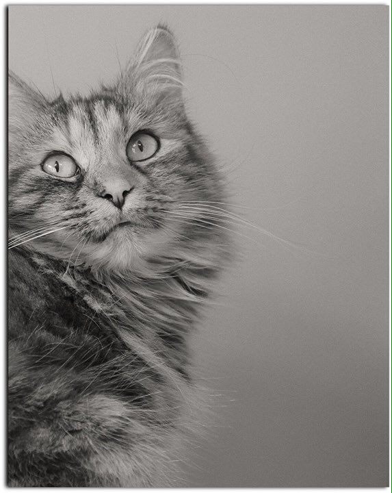 catzpics's tweet photo. How beautiful is she #cat https://t.co/uOlbYxd3IP
