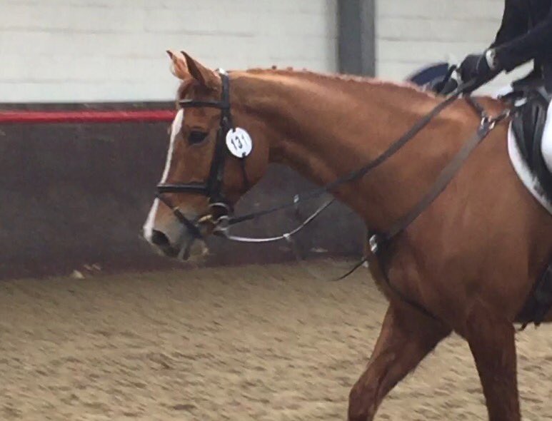 ArdernEventing's tweet photo. NSEA SJ today😎 Double clear 95cm and 105cm #littlejester https://t.co/Lg2b9zeogq