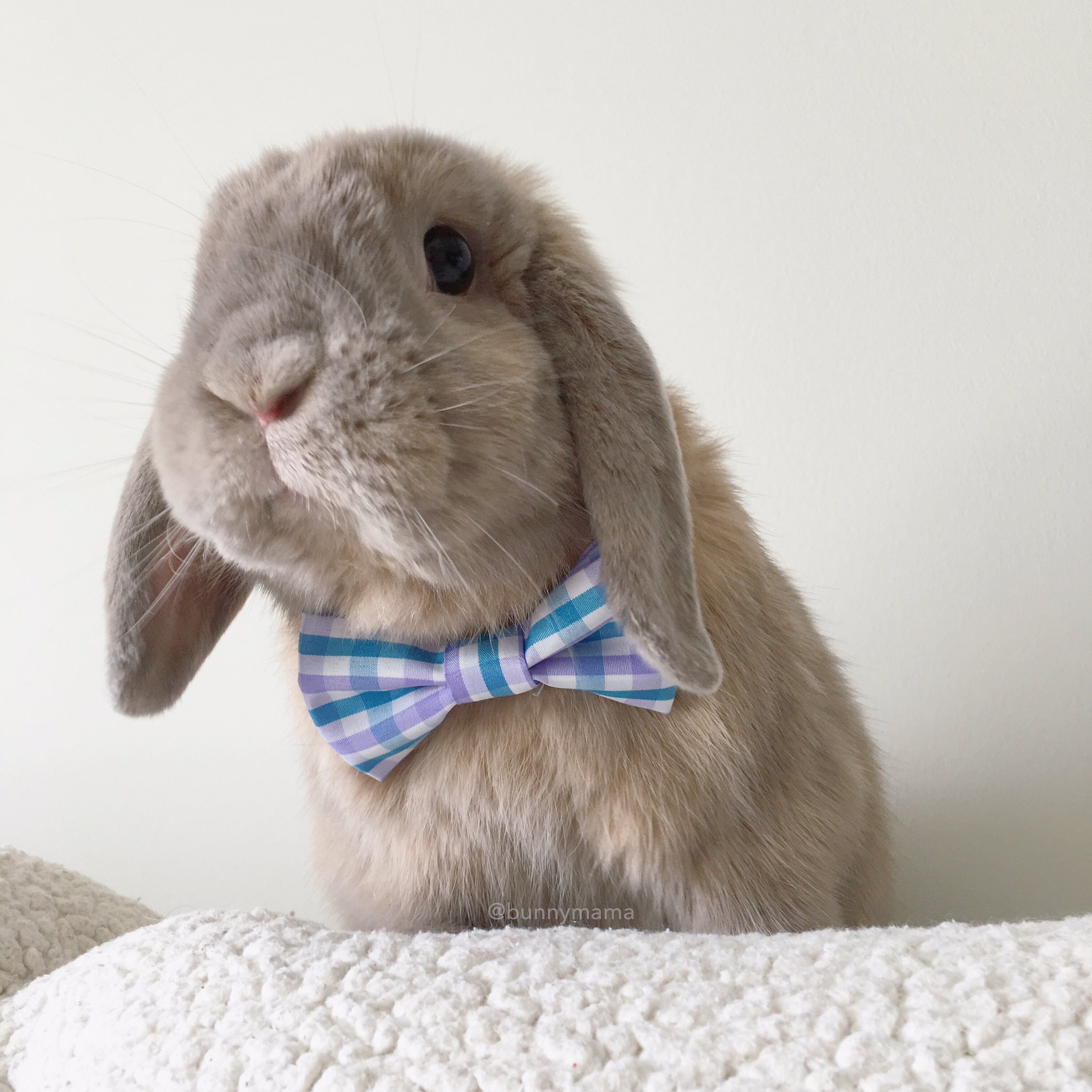 Bunniemma Leaks: 5 Experts React To The Latest Developments - 9g4213n