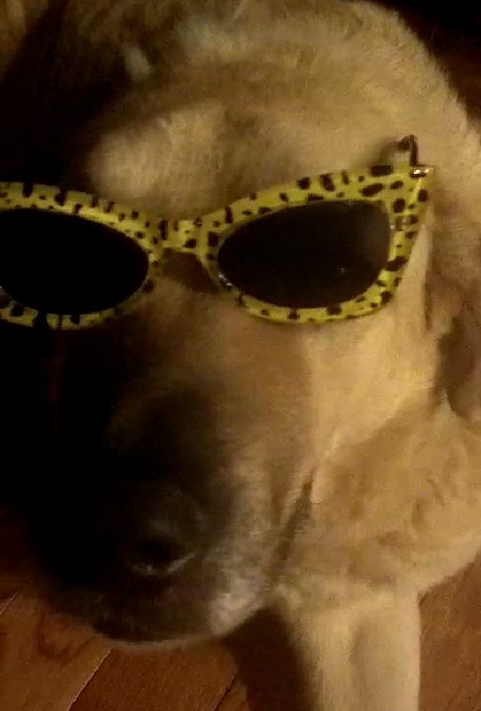 spineplay's tweet photo. #bleutheturkishshep stays in my @LLEyewear #spottedframes #dog #SomethingBeautiful @SOCIALITENYC @jus1mercy 🐕🐺 #grr https://t.co/HhFv3esCkN