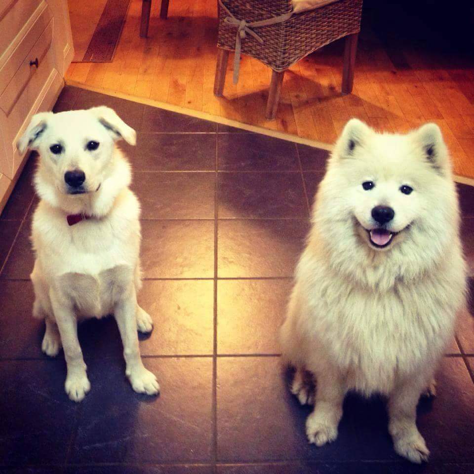 CedarGroveVets's tweet photo. Things are hotting up in our #photocomp2016. Want your pet entered? Find us on https://t.co/jjS72Ek0q1 https://t.co/OHuaYJcTf2